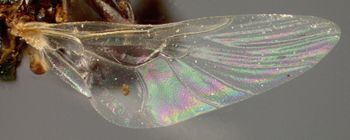 Media type: image;   Entomology 12591 Aspect: wing
